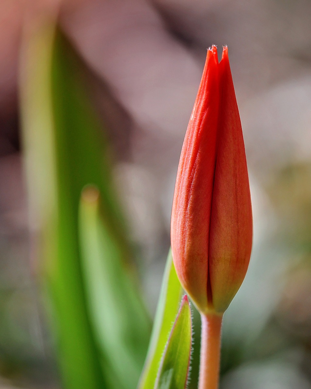 tulip closed blossom free photo