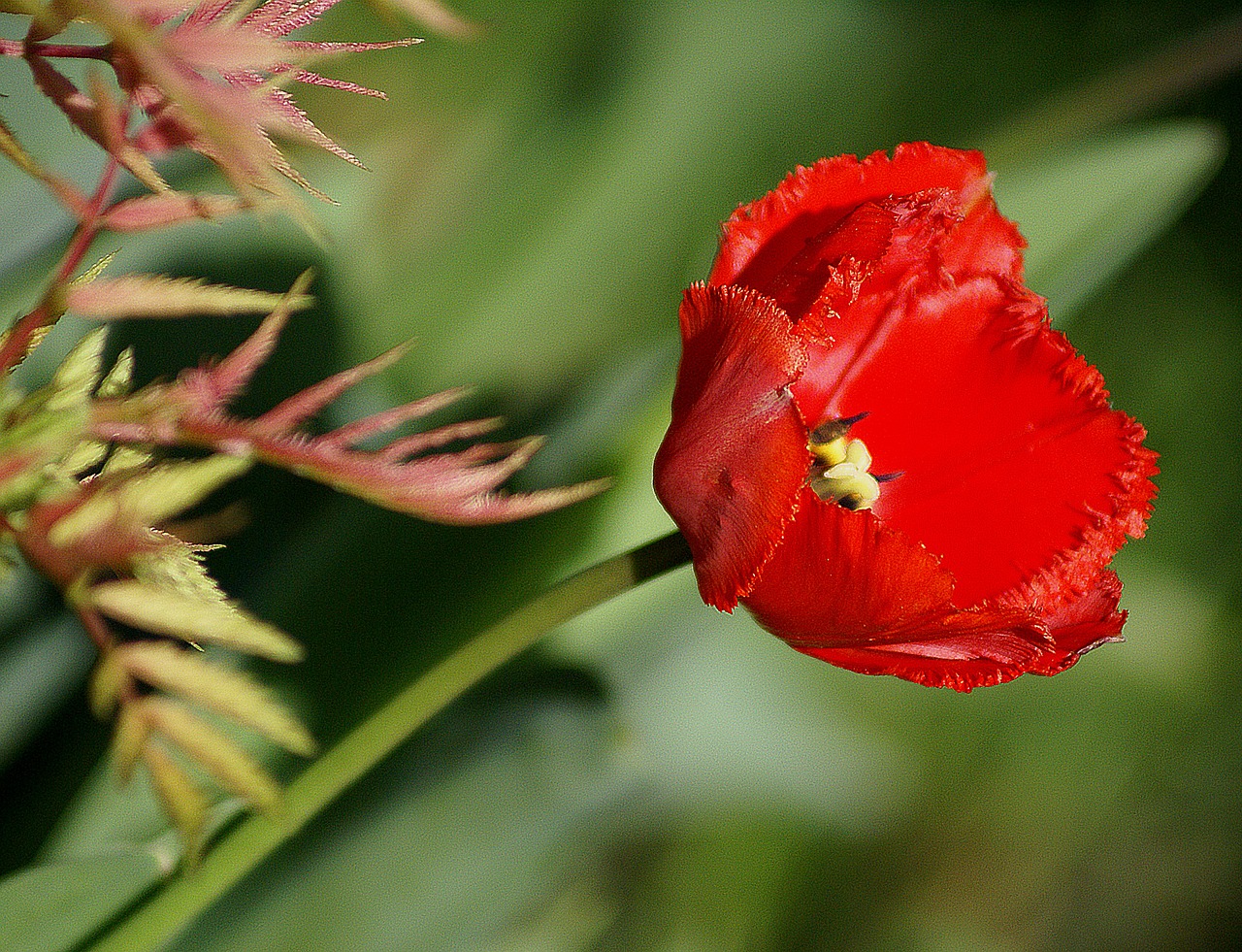 tulip red flower red tulip free photo