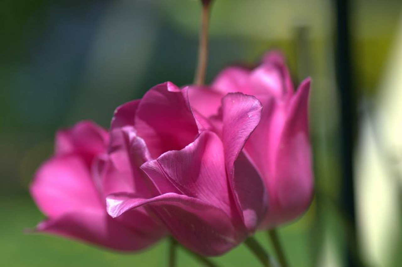 tulip pink spring free photo