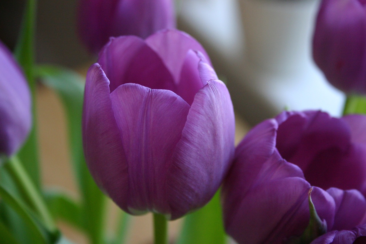 tulip flower purple free photo