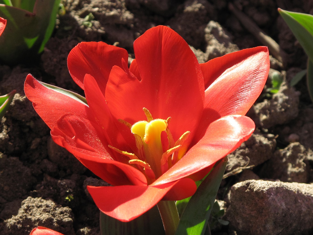 tulip flower macro free photo