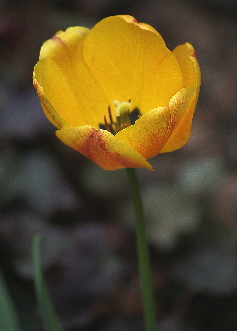 tulip flowers red free photo