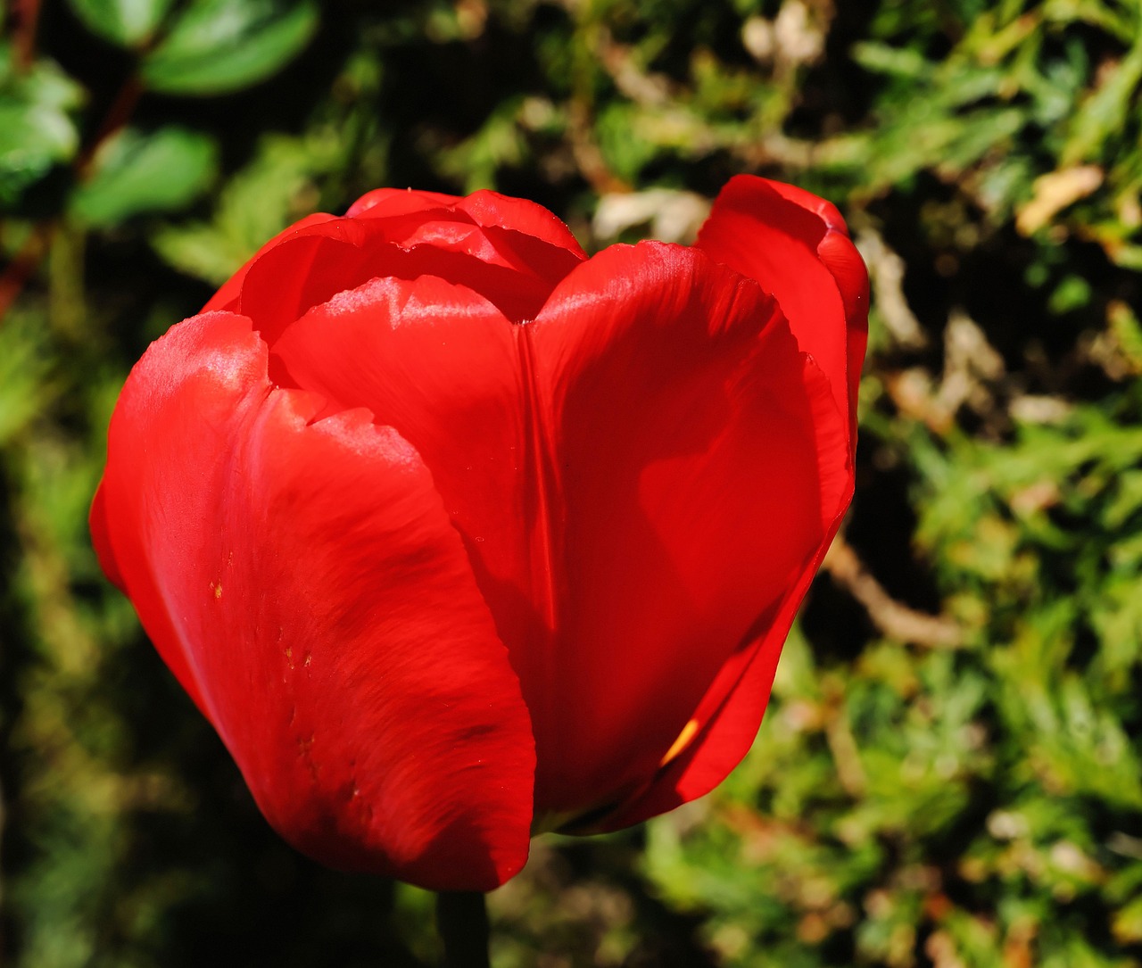 tulip blossom bloom free photo