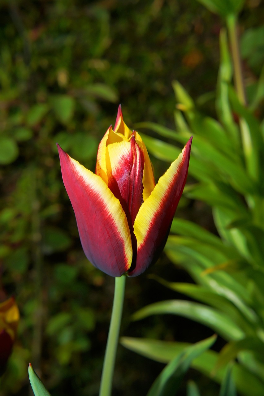 tulip blossom bloom free photo