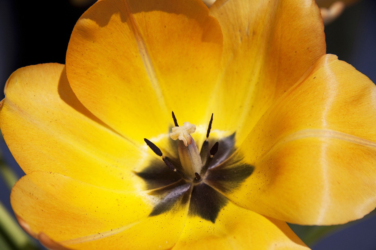tulip lily spring free photo