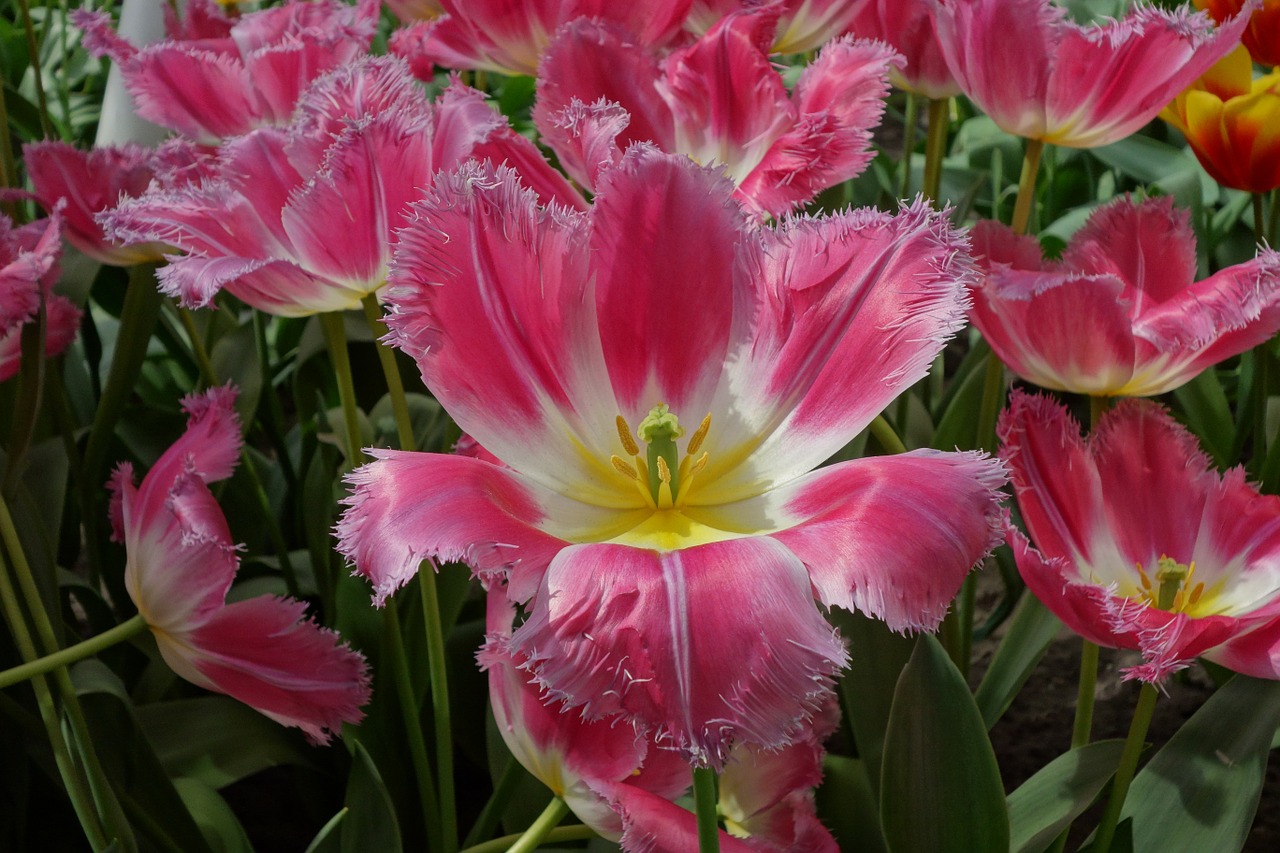 tulip flower pink free photo