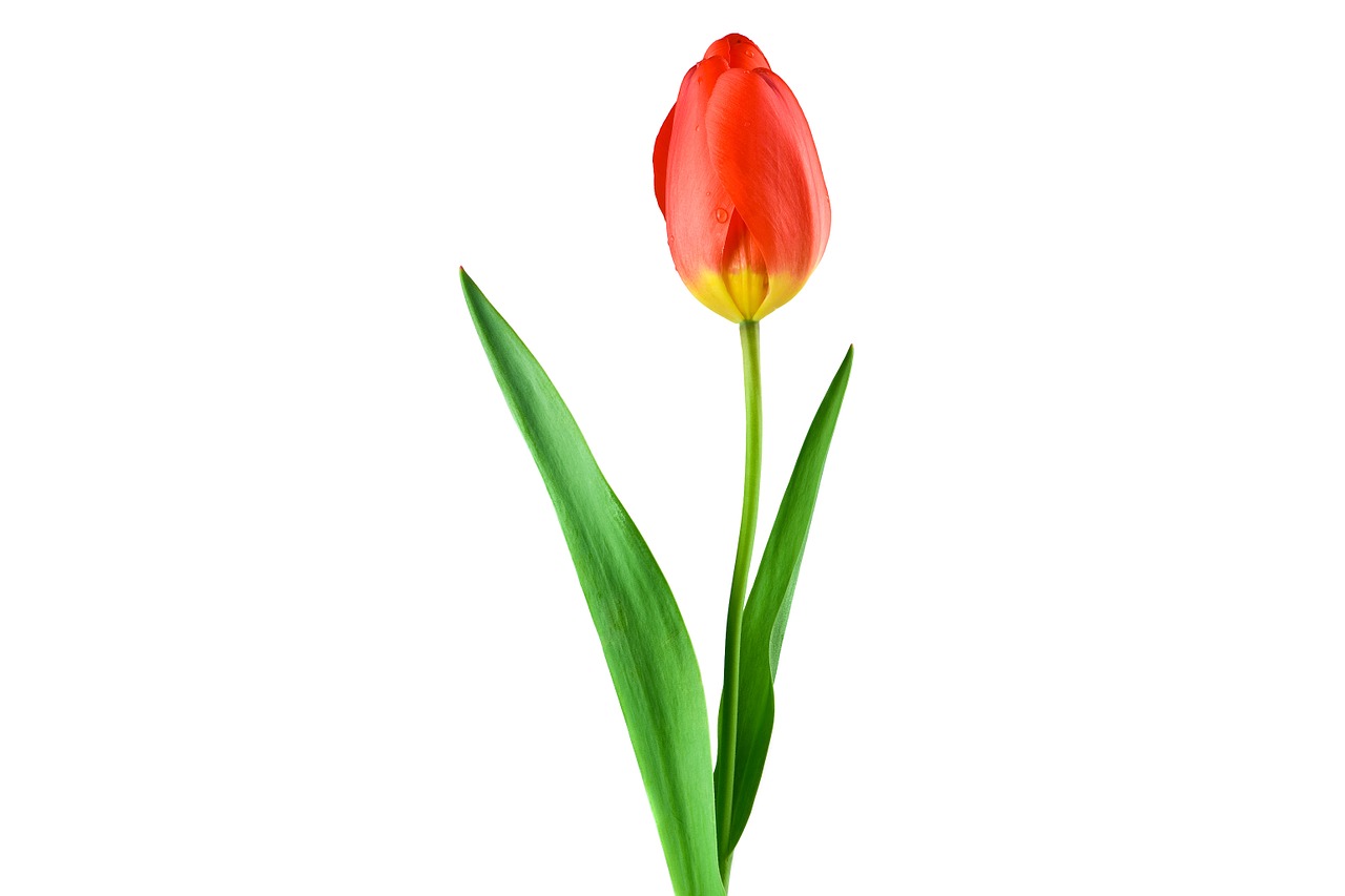 tulip red plant free photo