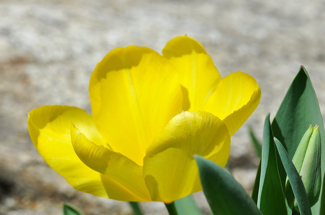 tulip flower blossom free photo