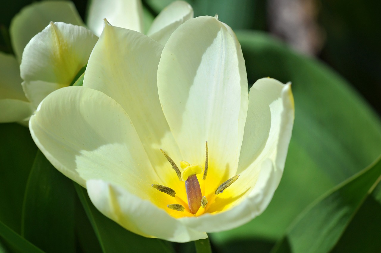 tulip flower blossom free photo