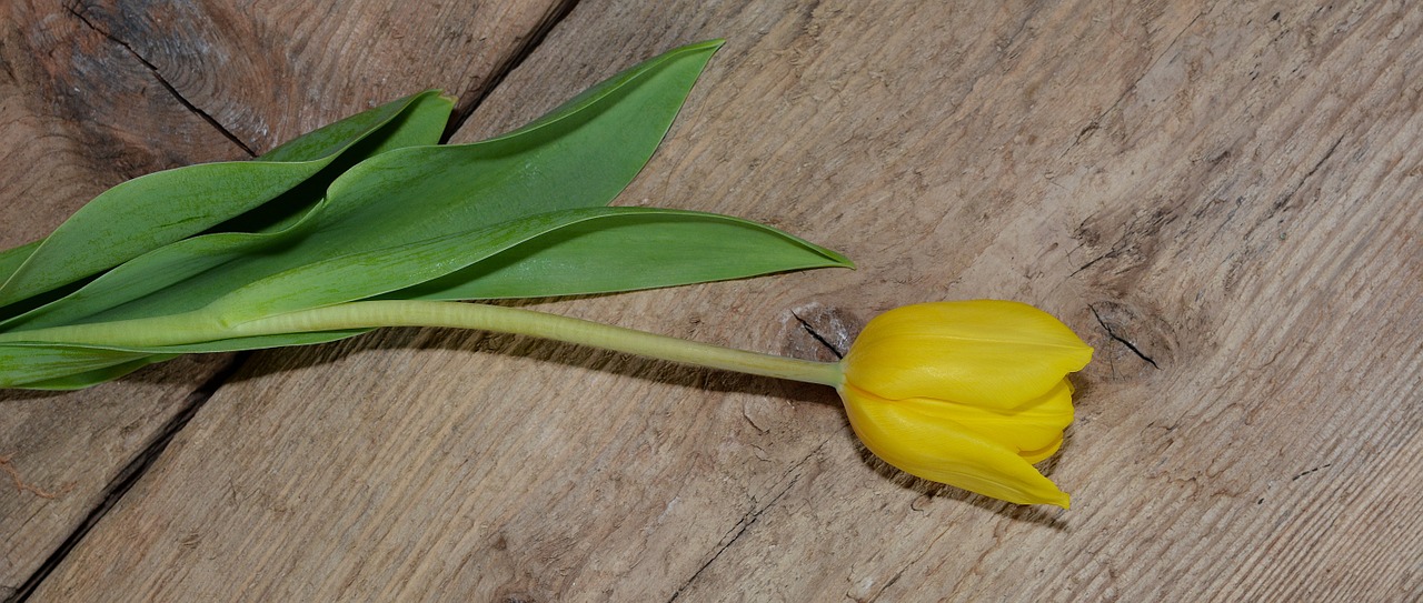 tulip flower schnittblume free photo