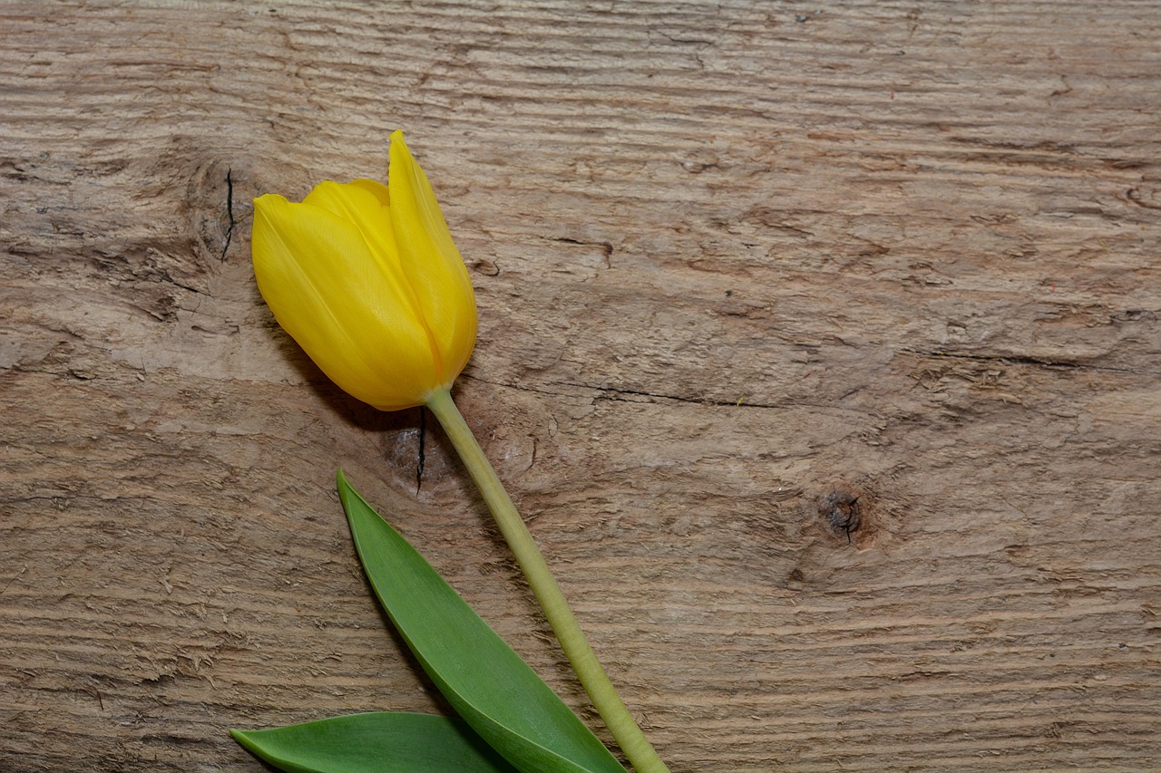 tulip flower schnittblume free photo