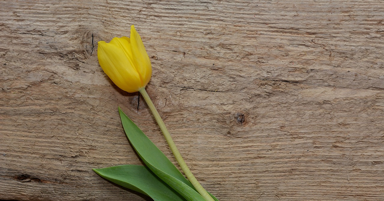 tulip flower schnittblume free photo