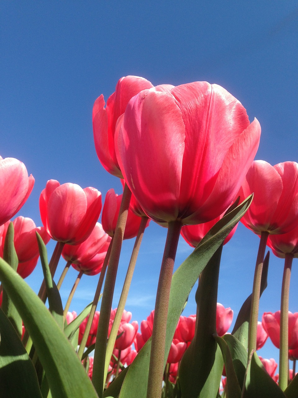 tulip red plantation free photo