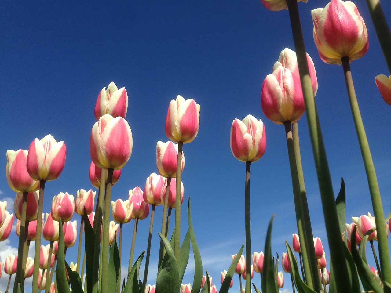 tulip rosa plantation free photo