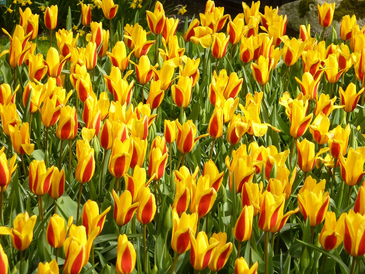 tulip keukenhof spring free photo