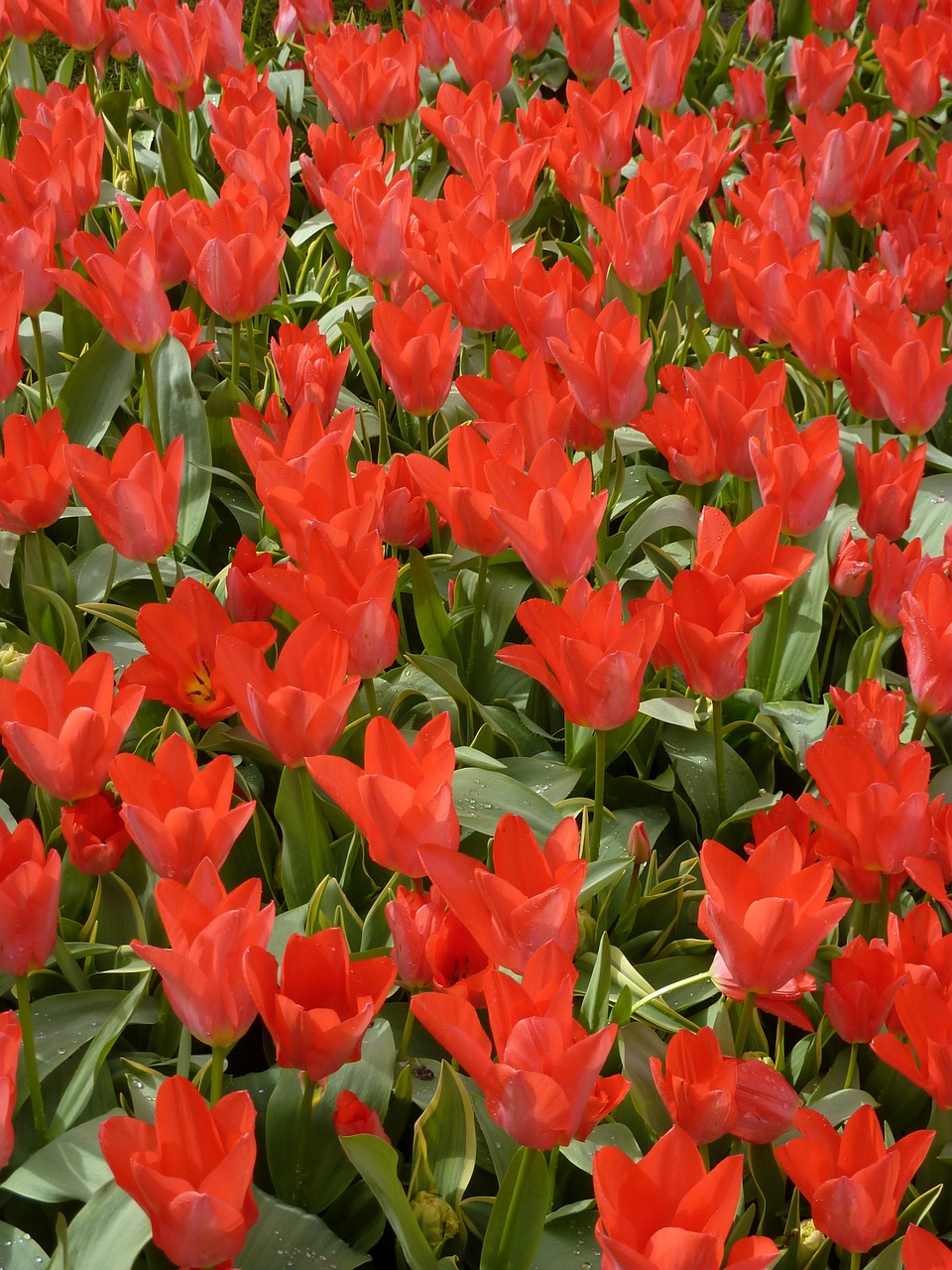 tulip keukenhof spring free photo