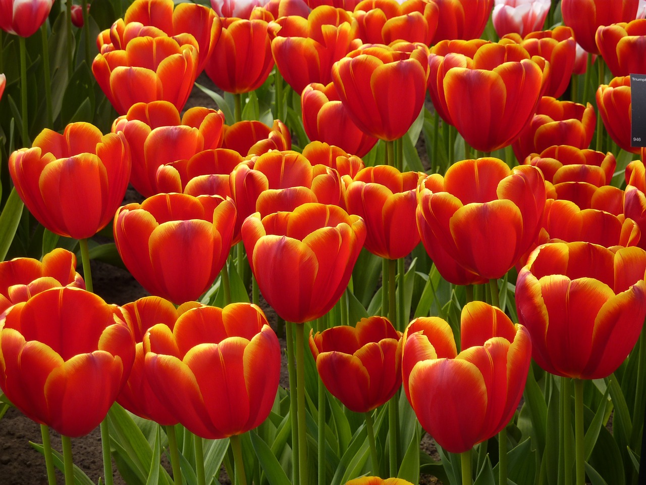 tulip keukenhof spring free photo