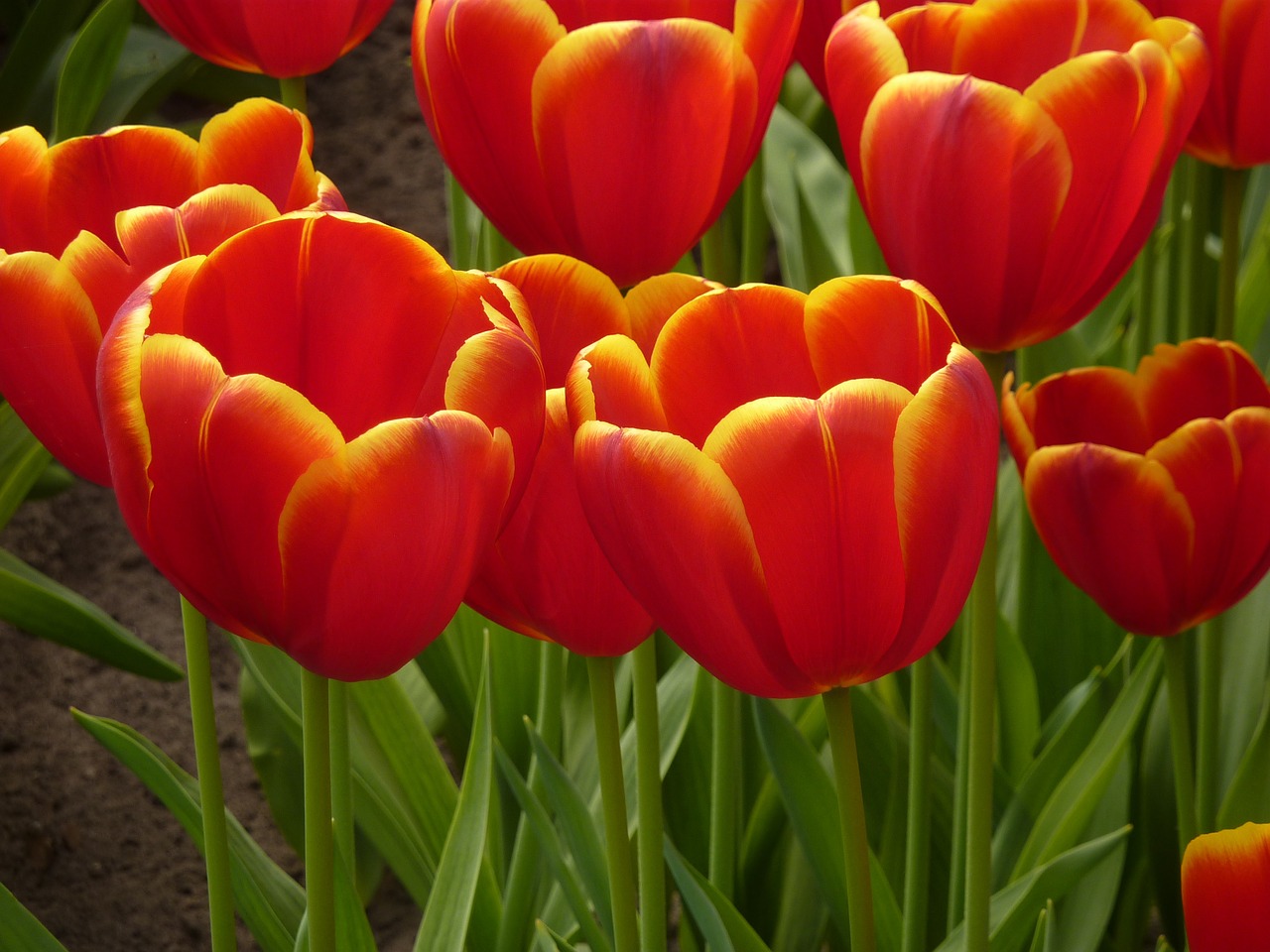 tulip keukenhof spring free photo