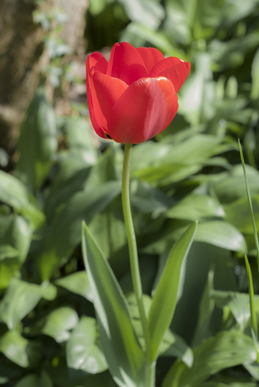 tulip meadow plant free photo