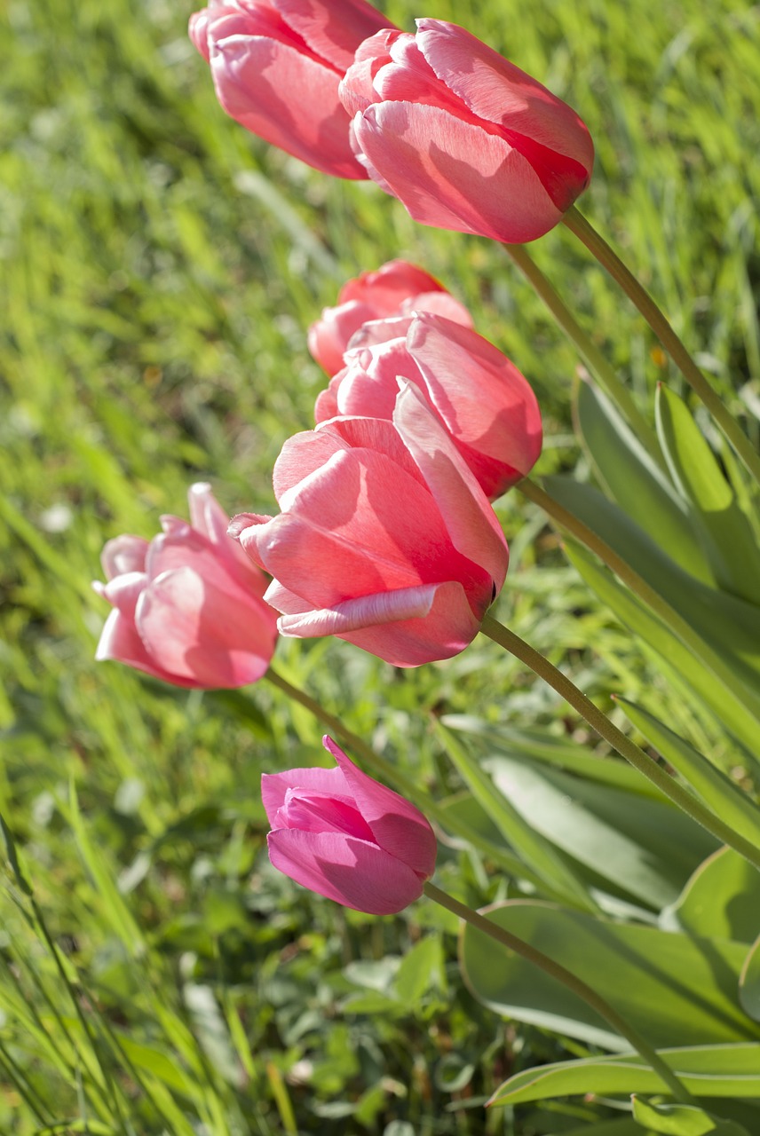 tulip meadow plant free photo