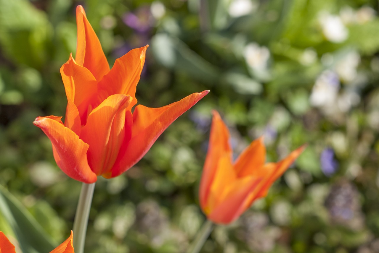 tulip meadow plant free photo