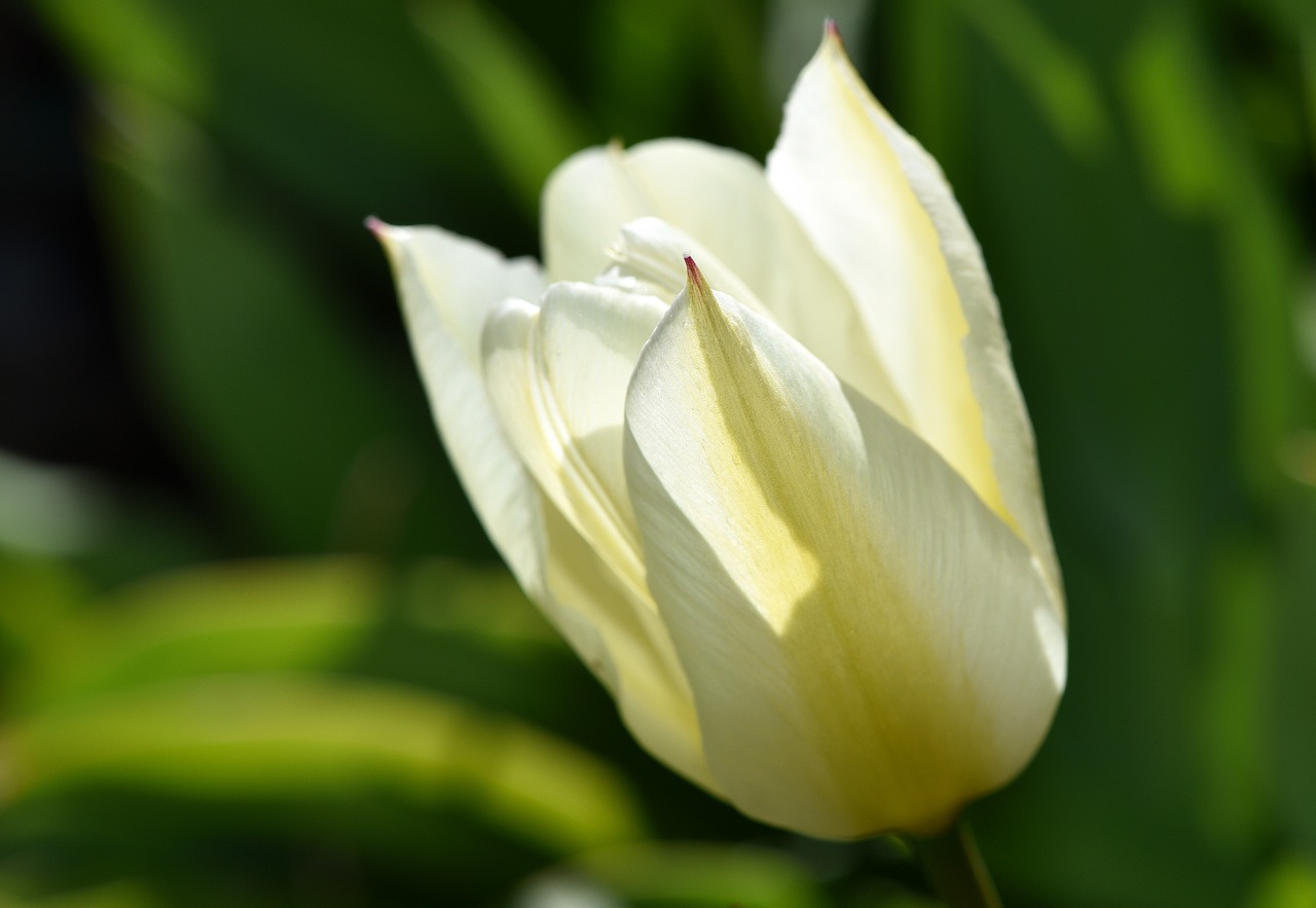 tulip flower blossom free photo