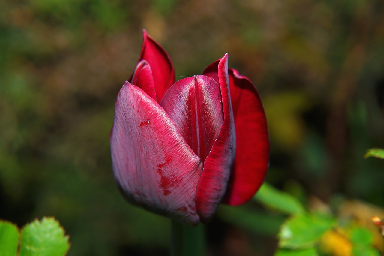 tulip blossom bloom free photo