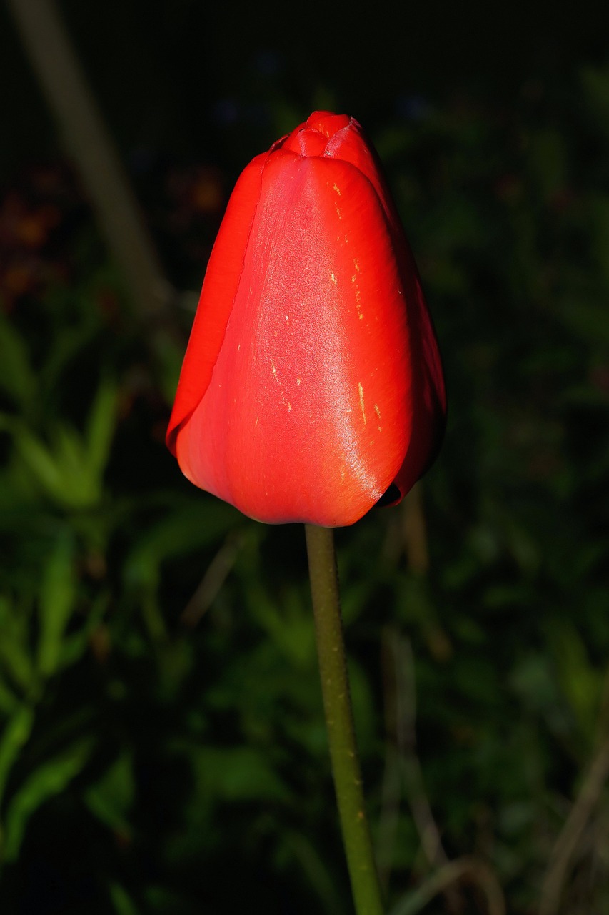 tulip blossom bloom free photo