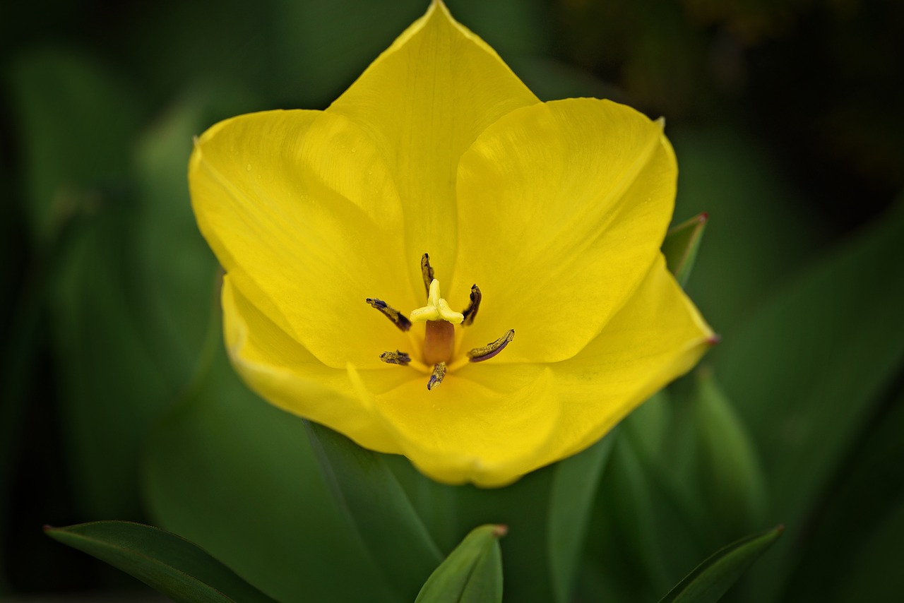 tulip flower spring flower free photo