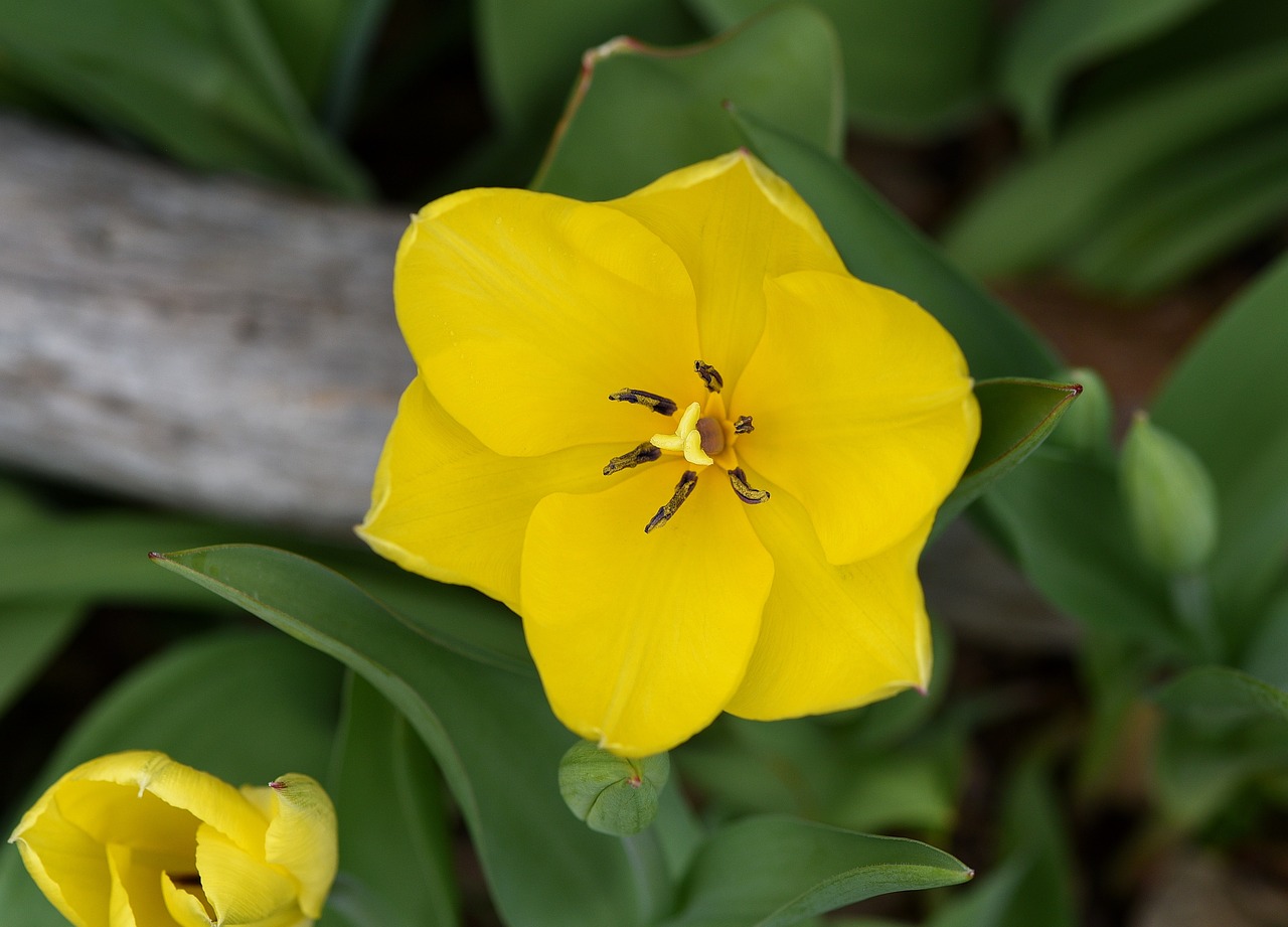 tulip flower yellow flower free photo