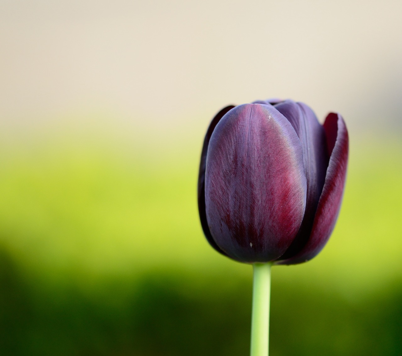 tulip flower flowers free photo