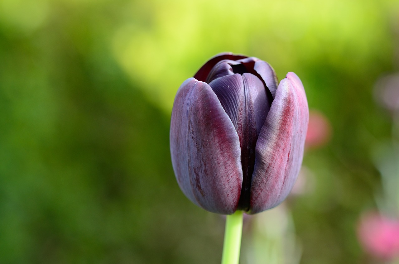 tulip flower flowers free photo