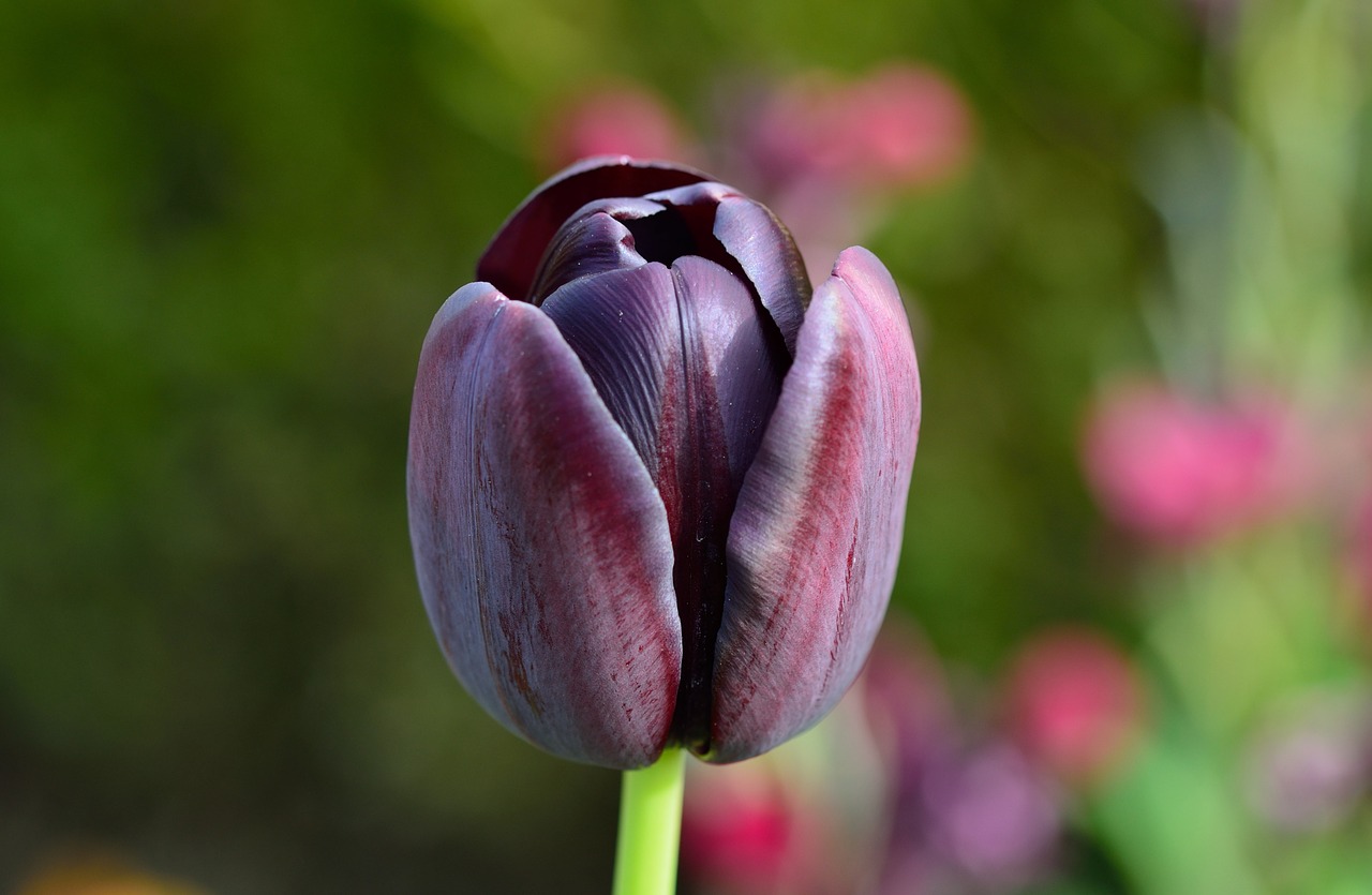 tulip flower flowers free photo