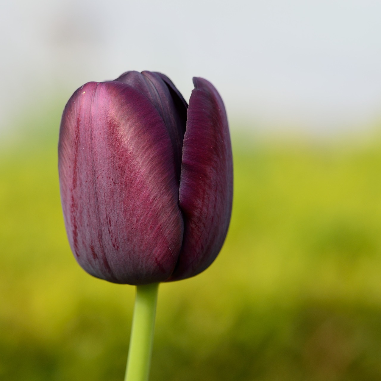 tulip flower flowers free photo