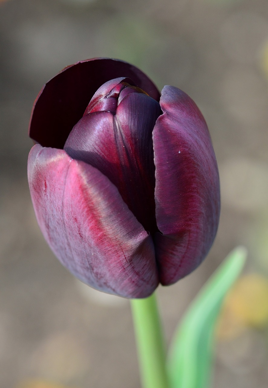 tulip flower flowers free photo