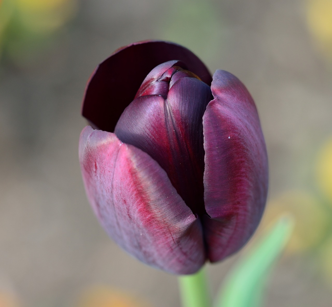 tulip flower flowers free photo