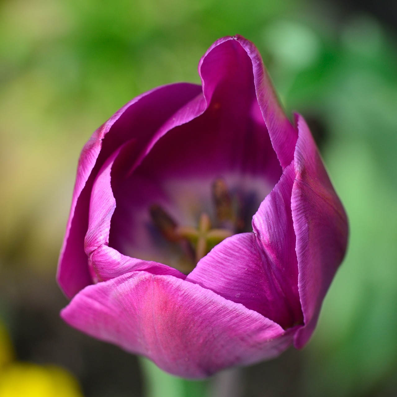 tulip flower flowers free photo