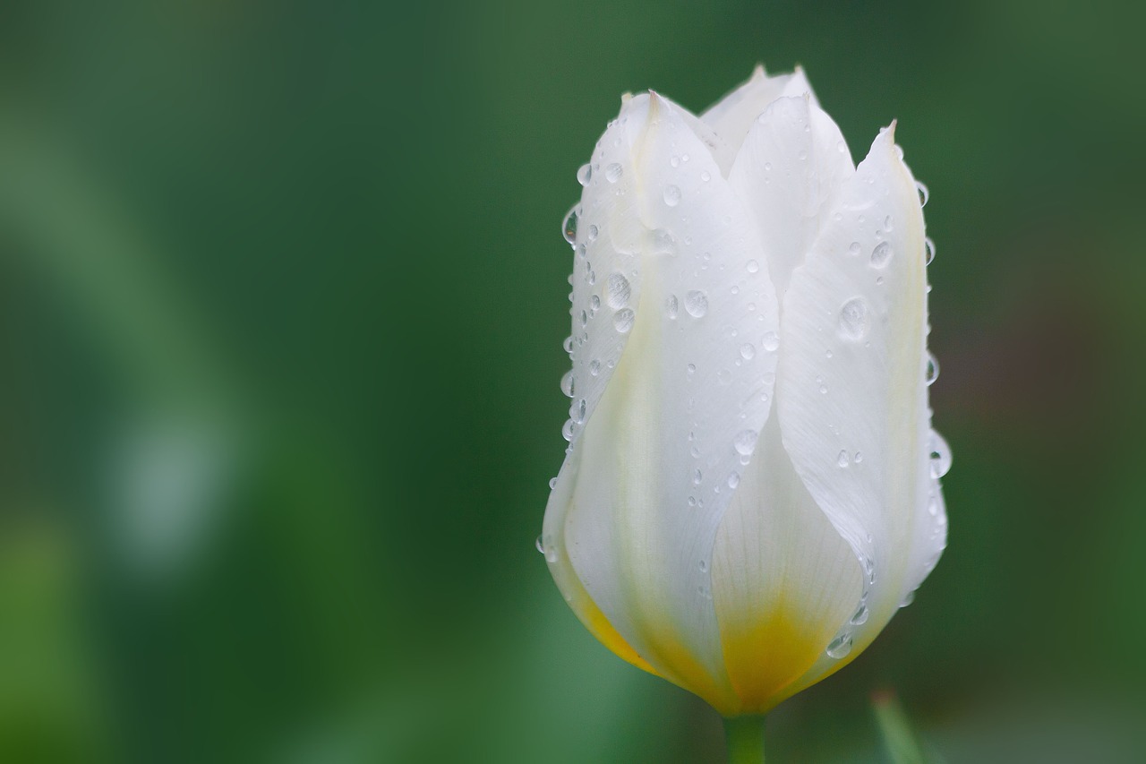 tulip lily family nature free photo