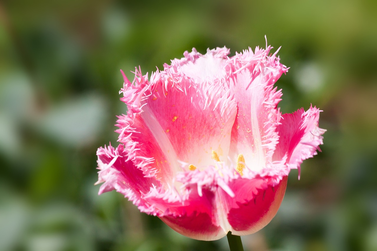 tulip lily family nature free photo