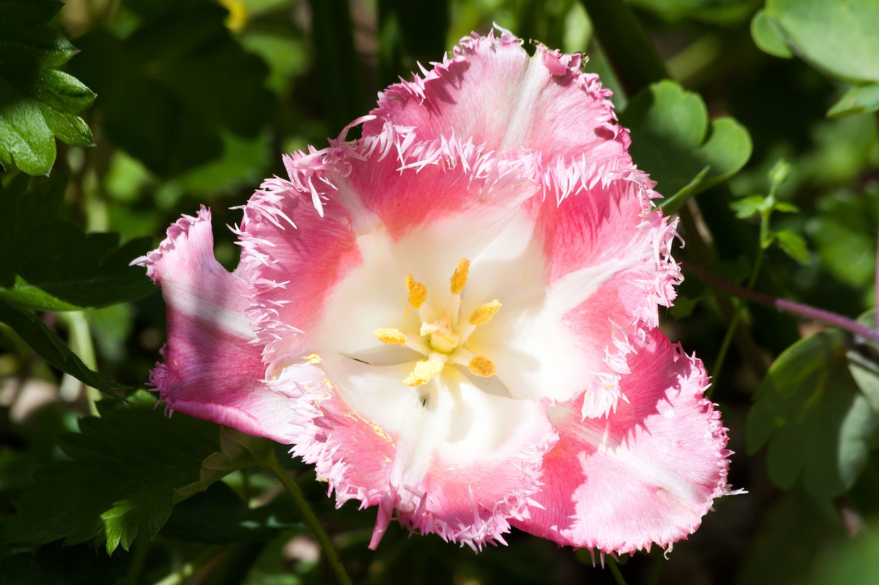 tulip lily family nature free photo