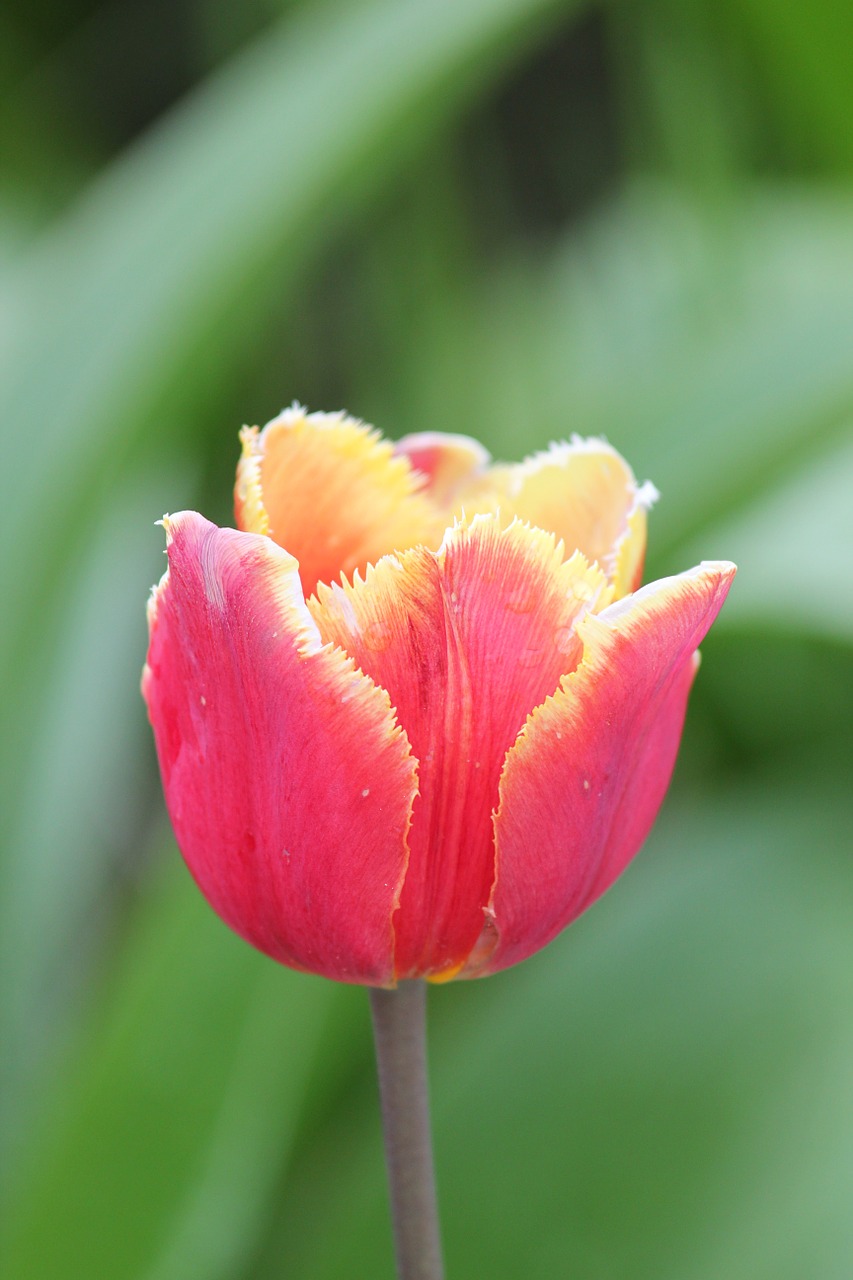 tulip flower yellow free photo