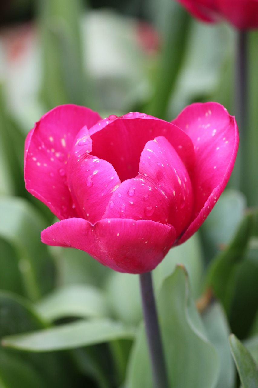 tulip pink petals free photo