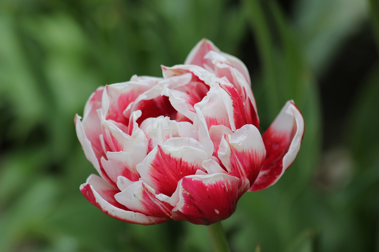 tulip flower white and red free photo