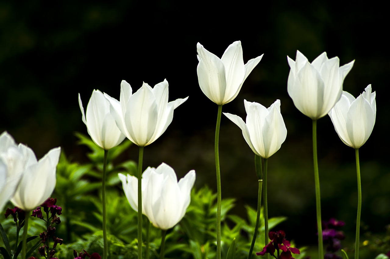 tulip flower white flower free photo