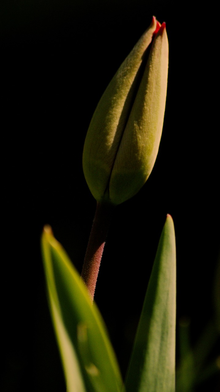 tulip spring button free photo