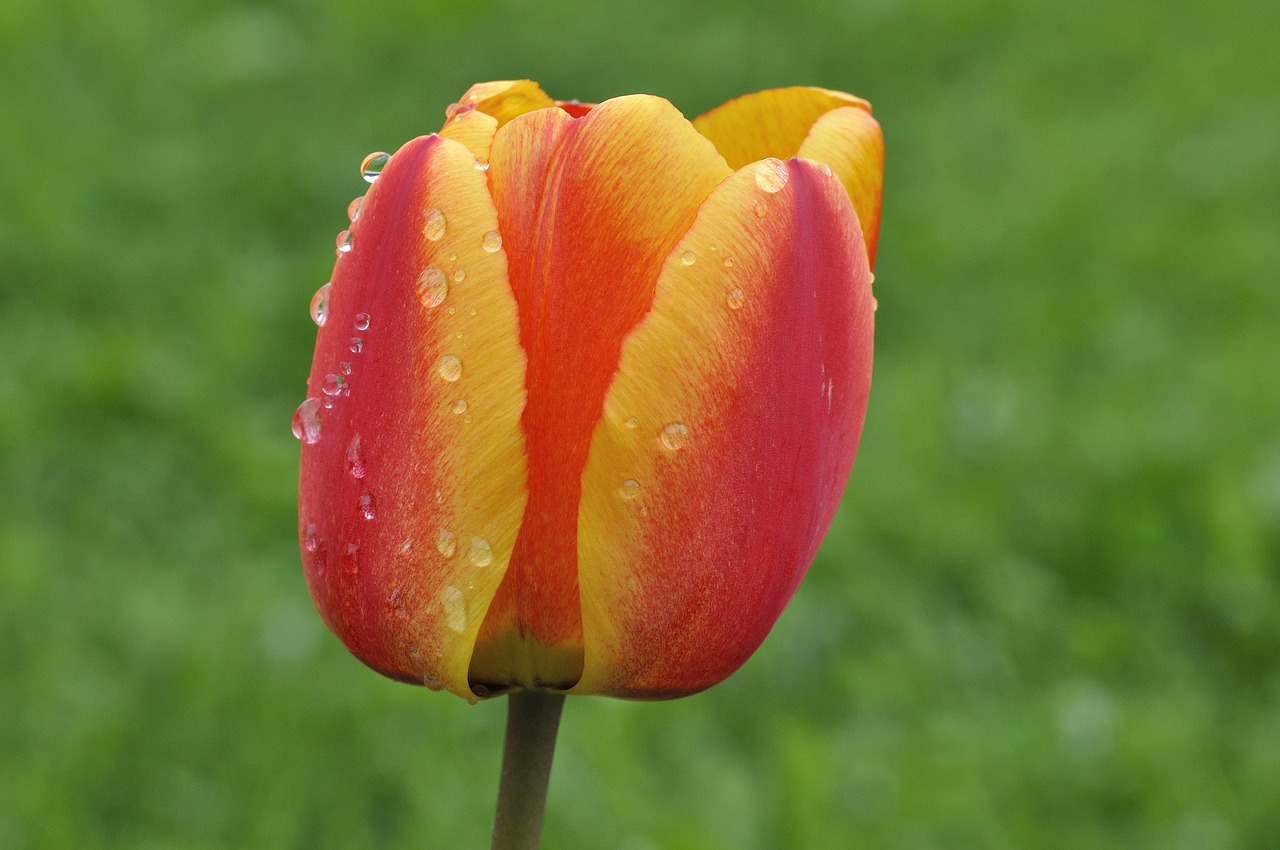 tulip flower blossom free photo