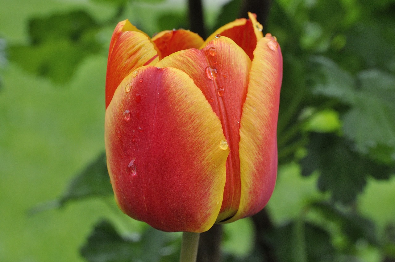 tulip flower schnittblume free photo