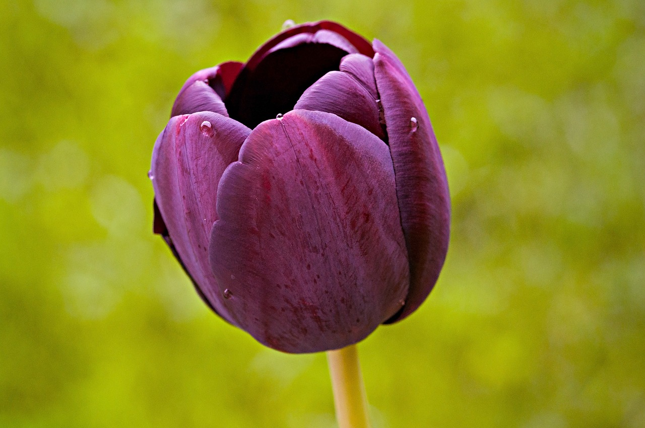 tulip flower blossom free photo