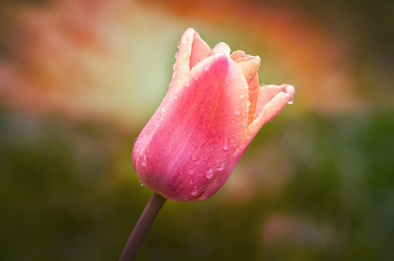 tulip flower schnittblume free photo