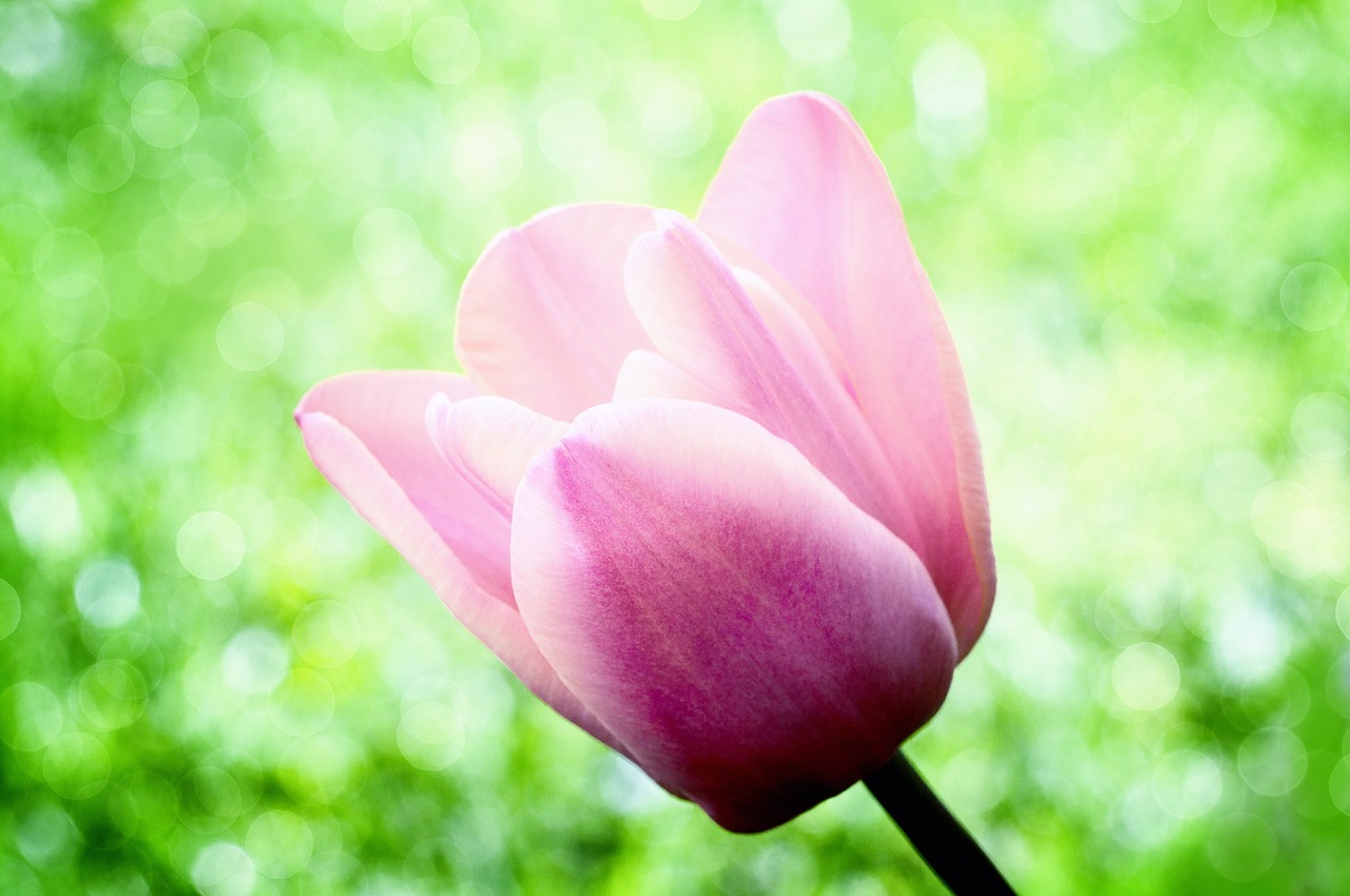 tulip flower pink free photo